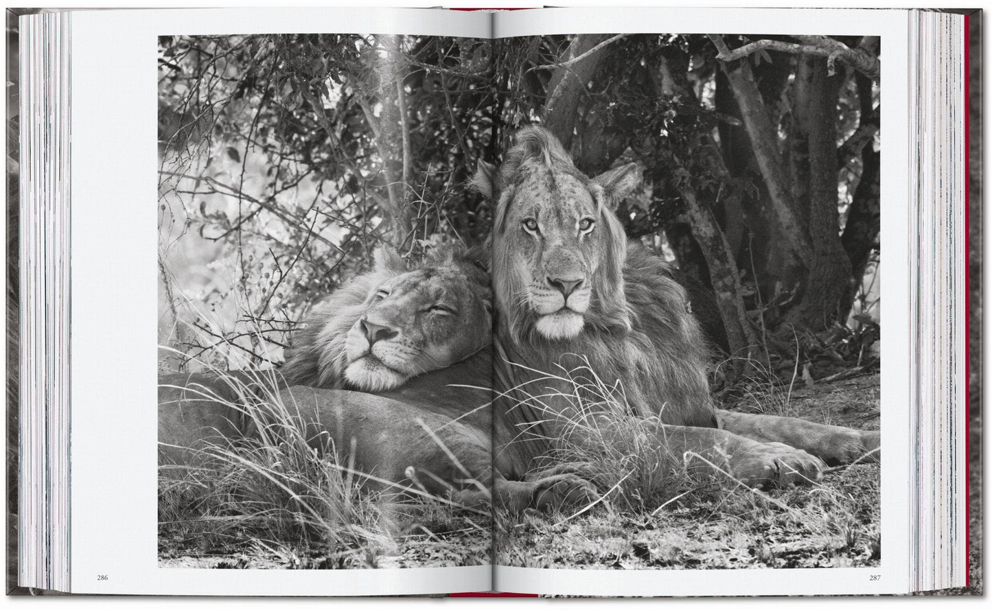 TASCHEN "Sebastião Salgado | Genesis" - 40th Anniversary Edition