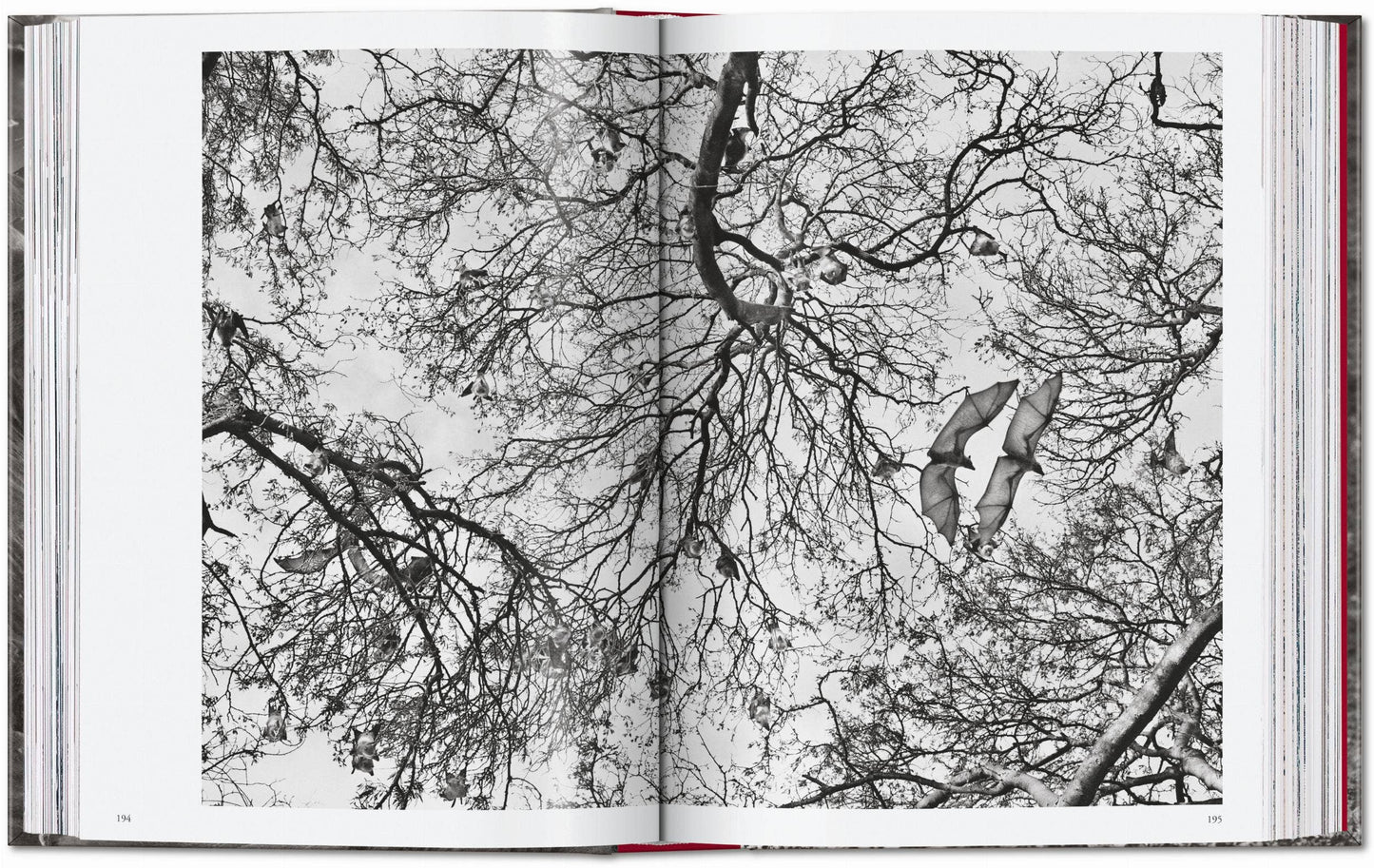 TASCHEN "Sebastião Salgado | Genesis" - 40th Anniversary Edition