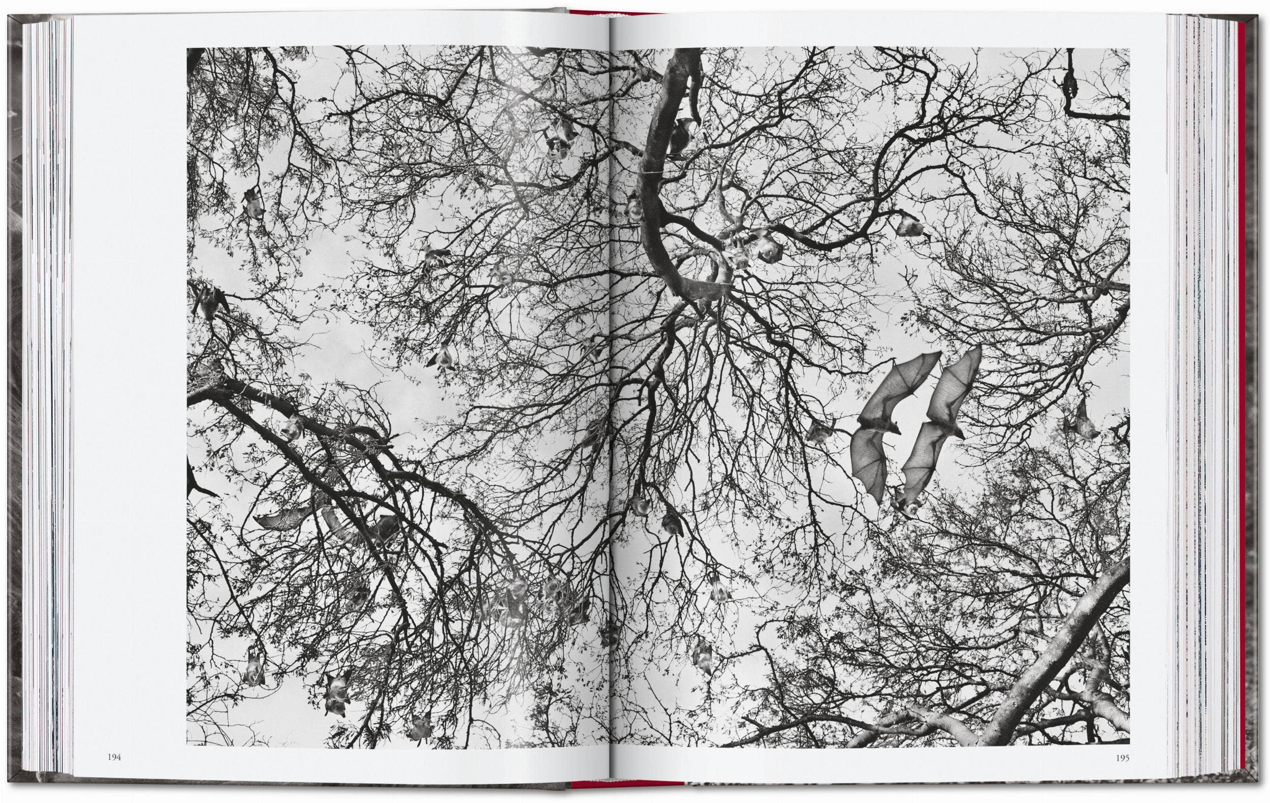 TASCHEN "Sebastião Salgado | Genesis" - 40th Anniversary Edition