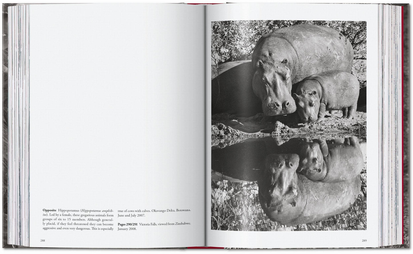 TASCHEN "Sebastião Salgado | Genesis" - 40th Anniversary Edition