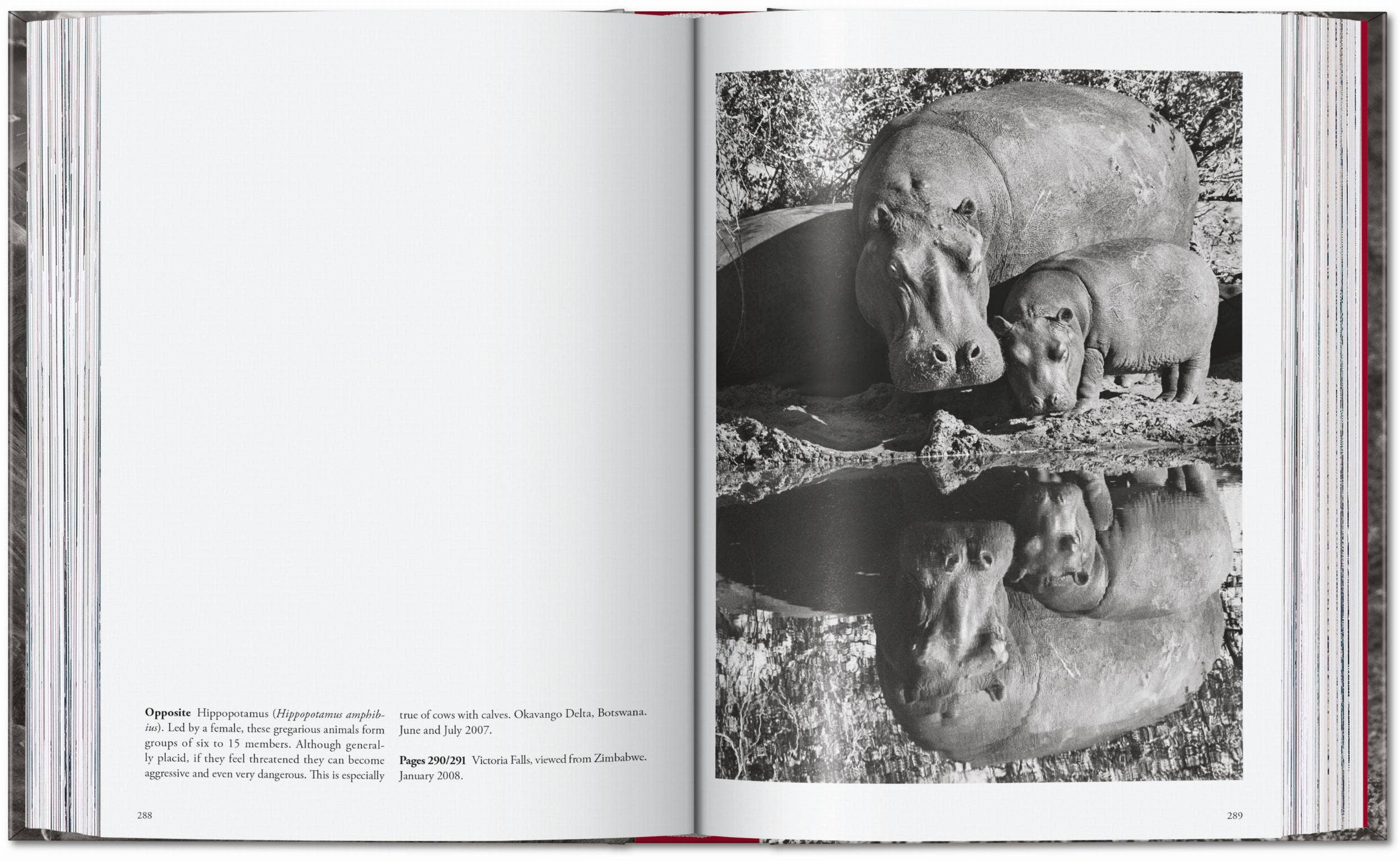 TASCHEN "Sebastião Salgado | Genesis" - 40th Anniversary Edition